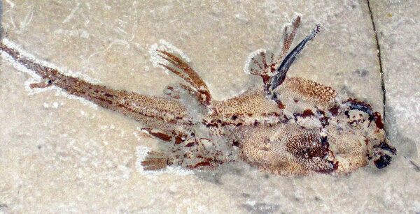 Echinochimaera meltoni is a fossil holocephalian fish from estuarine deposits of the Late Mississippian-aged Bear Gulch Lagerstätte in Montana.  Photo by James St. John